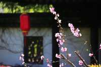 3.16實拍 含苞待放才是最美的最高境界