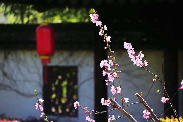 3.16實拍 含苞待放才是最美的最高境界
