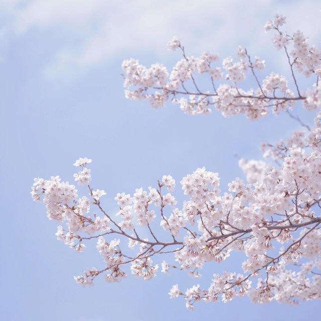 韓國旅行|正讀圖書館的櫻花封神啦！🌸