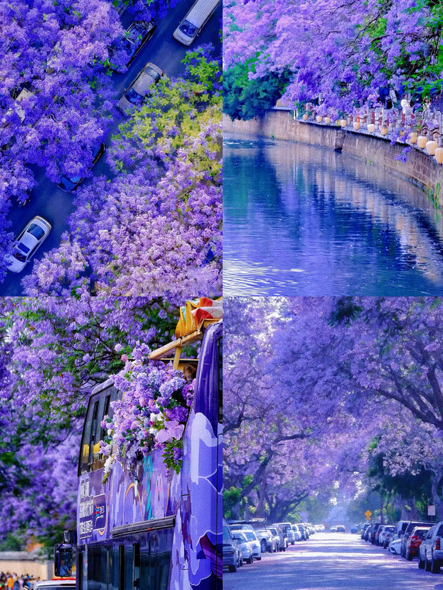 人生建議：春天一定要去一趟昆明！附賞花攻略