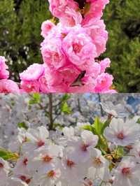 青島最全賞花攻略