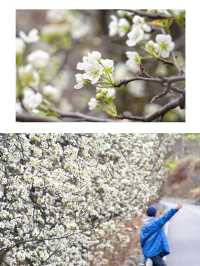 金川3.18實拍預測這裡即將成為春日旅行天花板
