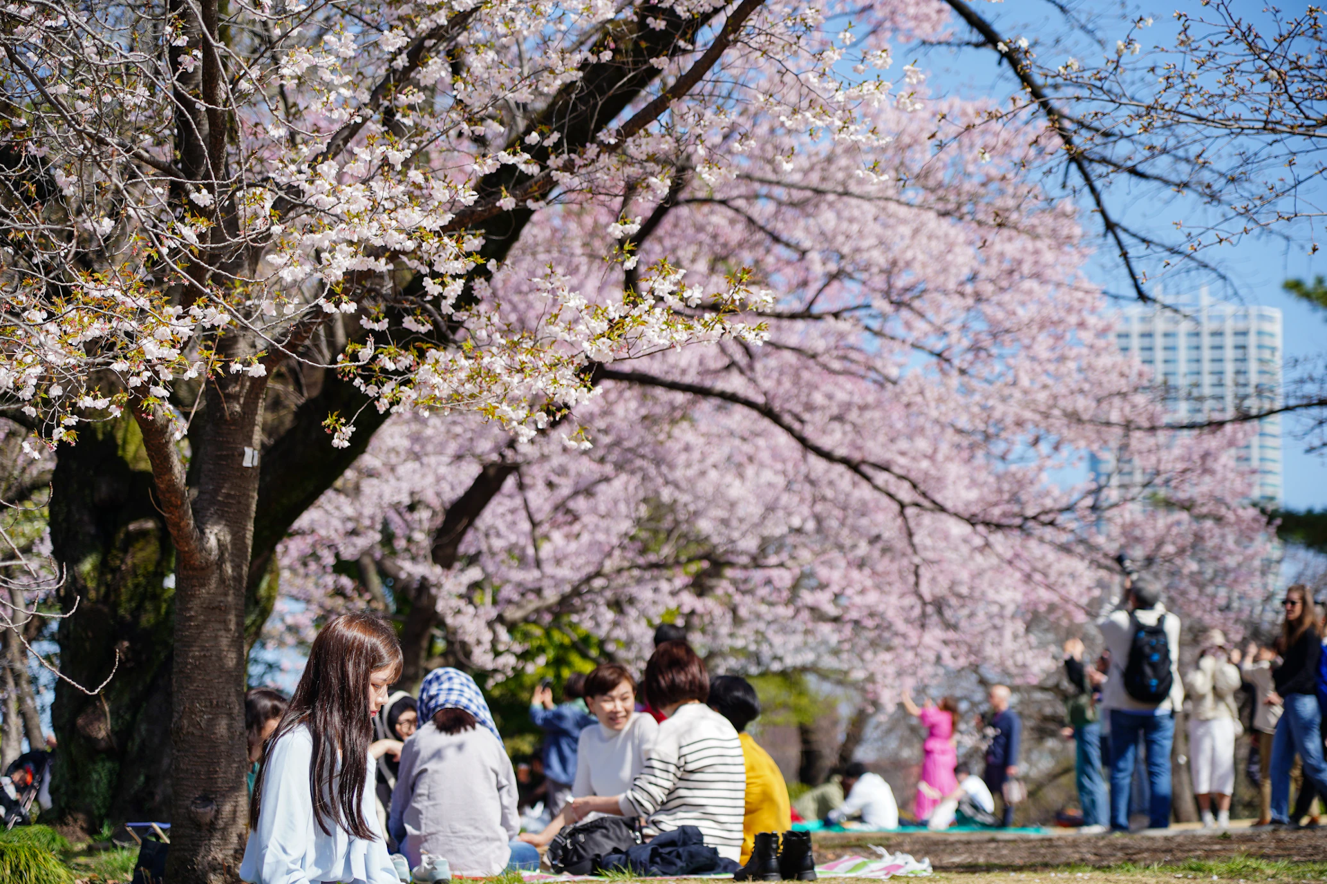 2026 Recommended Cherry blossom viewing in Narita (Updated July