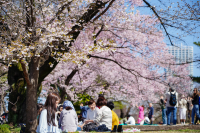 🌸Trip接送機|日本春日出遊指南·東京篇2