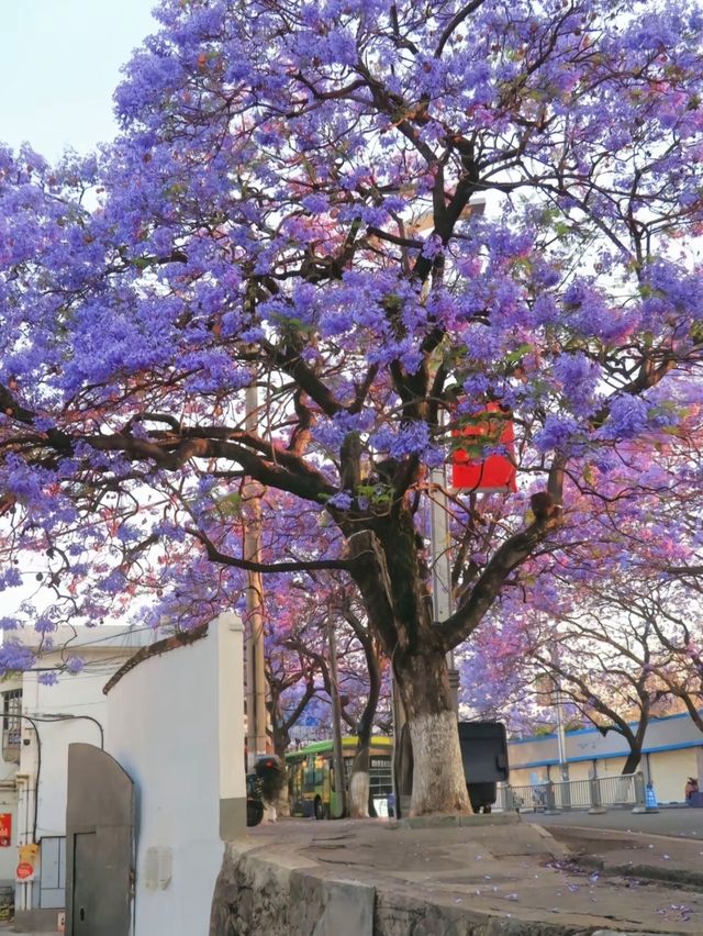 西昌藍花楹季超詳攻略：邂逅紫色夢幻，解鎖小眾煙火