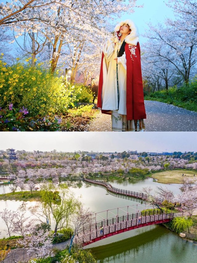 百畝櫻花