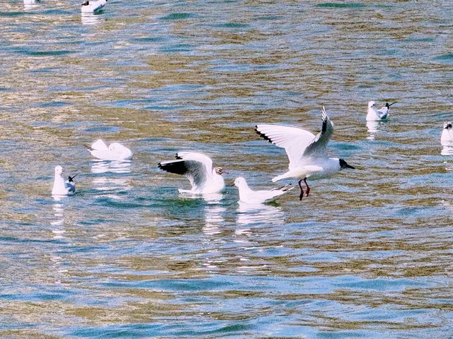春日奇遇記 | 太原汾河公園的海鷗盛宴