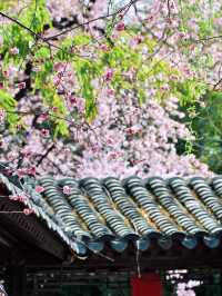 北京都能拍出江南大片丨紫竹院友賢山館