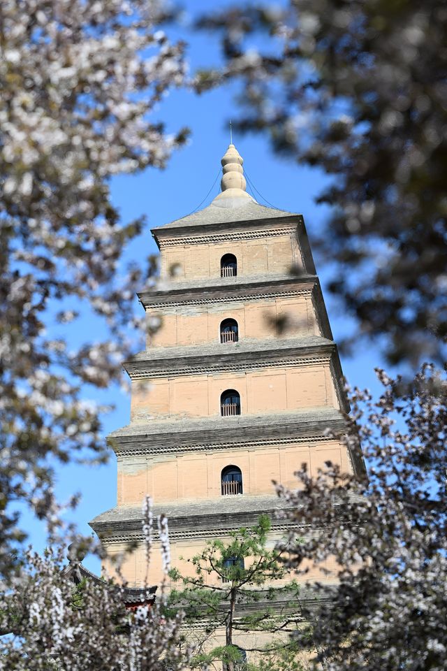 多角度賞花打卡攻略：與經典大雁塔同框