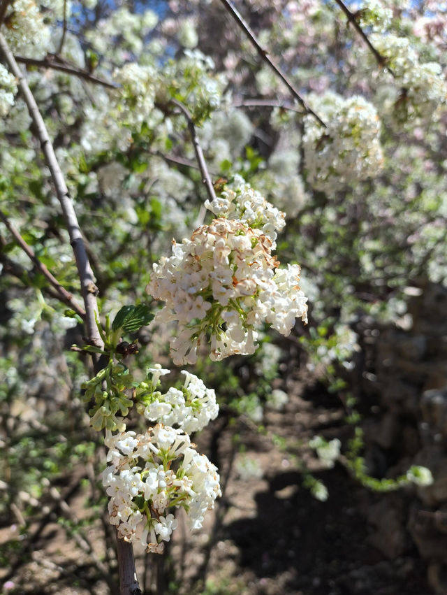 北京門頭溝潭柘寺｜古寺春色，一眼千年