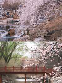 北京賞杏花‖打卡避坑攻略