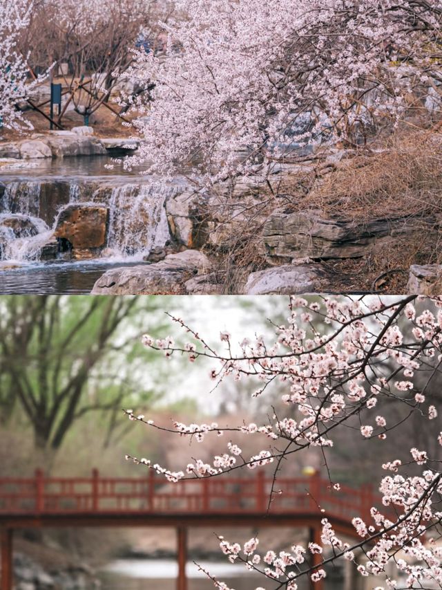 北京賞杏花‖打卡避坑攻略
