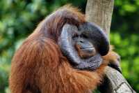 巴厘島野生動物園：與自然共舞的奇幻之旅