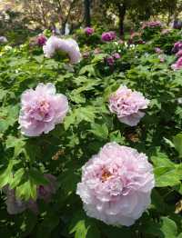 花開時節再逢君！