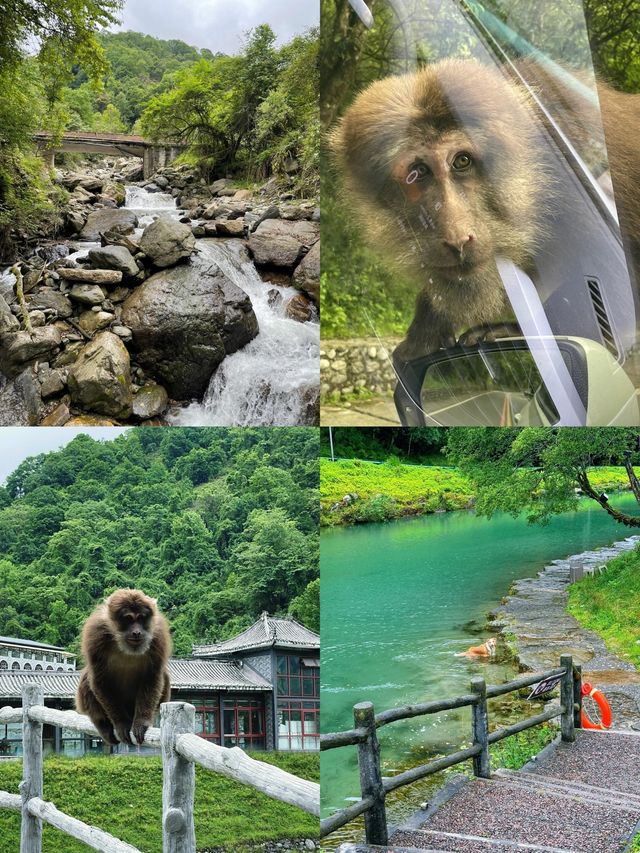 踏入這片森林的一瞬間，才明白我有多自由