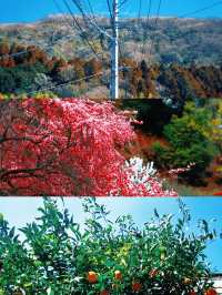 久米島町五枝之松公園賞櫻攻略：粉色花海✨
