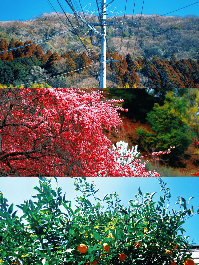 久米島町五枝之松公園賞櫻攻略：粉色花海✨