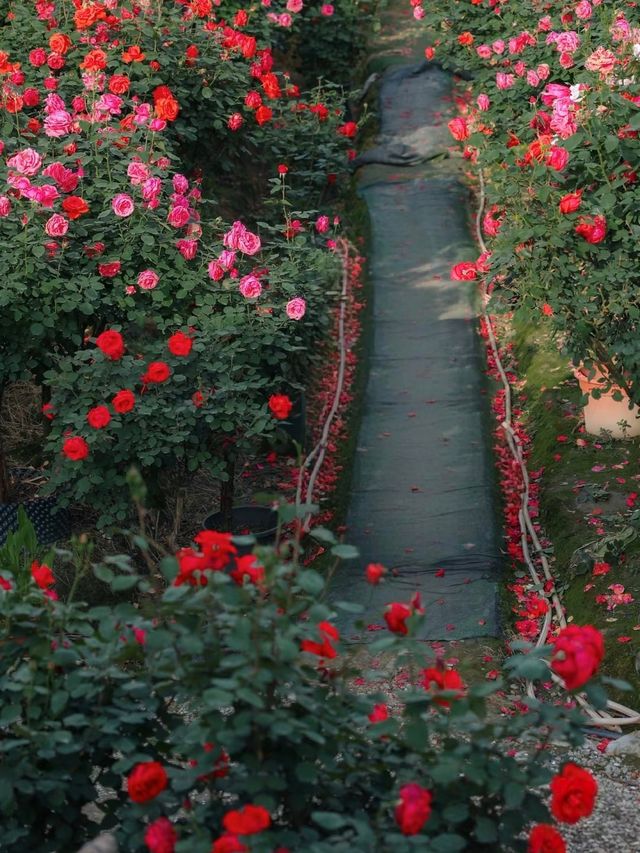 花海玫瑰花