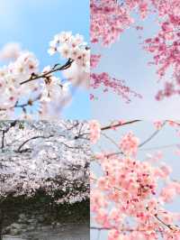 🌸台北櫻花季+情人月浪漫全攻略｜浪漫buff直接疊滿！