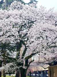 🌸仙台東北大學｜限定櫻花季🌸