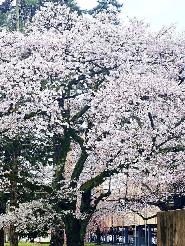 🌸仙台東北大學｜限定櫻花季🌸