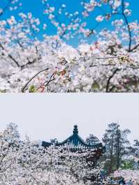 來一場春日櫻花之約——武漢東湖櫻花園