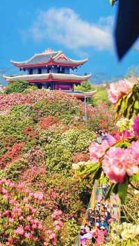 百里杜鵑方家坪景區是否值得一遊？