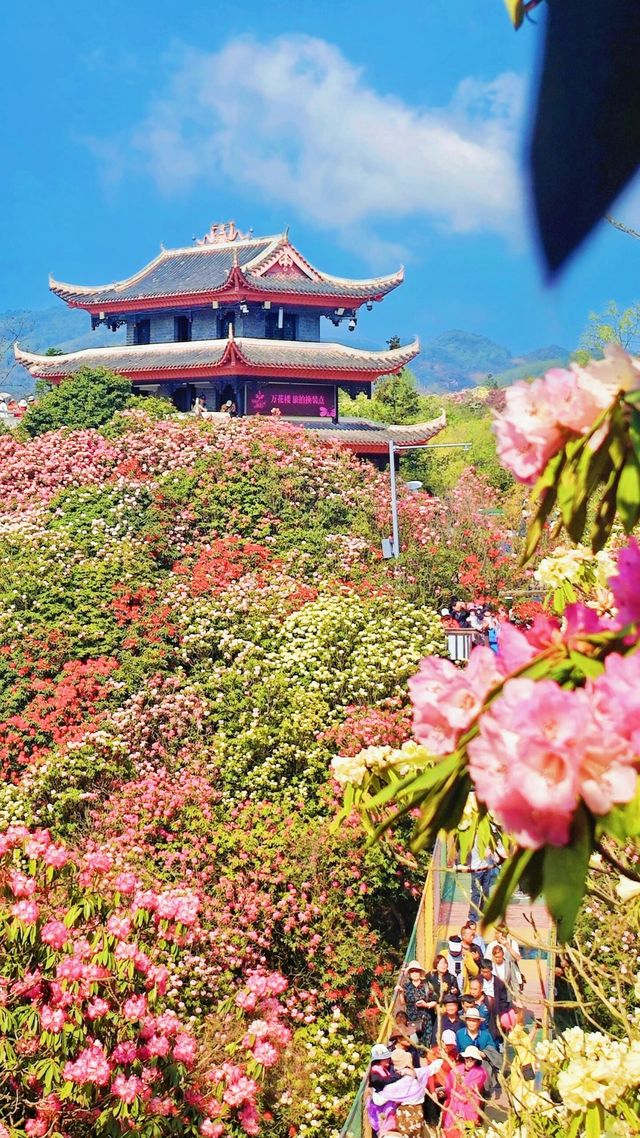 百里杜鵑方家坪景區是否值得一遊？