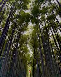 京都必到景點懶人包，景觀、文化、歷史一次滿足
