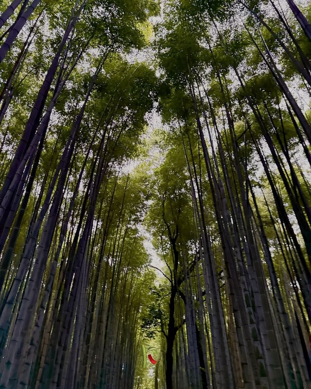 京都必到景點懶人包，景觀、文化、歷史一次滿足