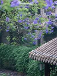 五月的成都，是藍花楹的浪漫世界