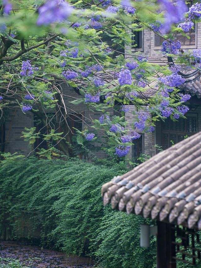 五月的成都，是藍花楹的浪漫世界
