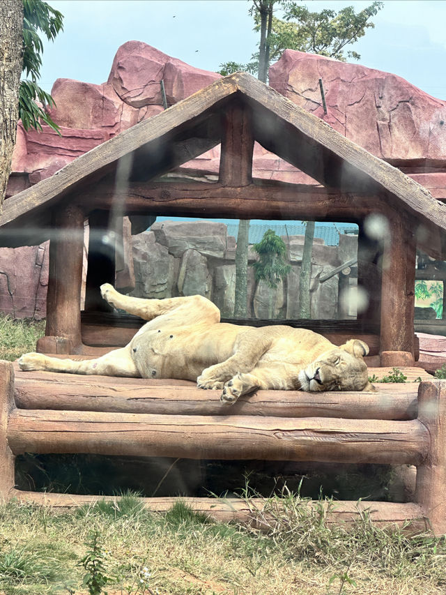 蒙自動物園｜親子好去處