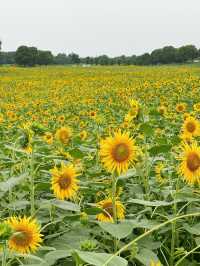 🌻蘇州灣體育公園 | 邂逅絕美向日葵花海
