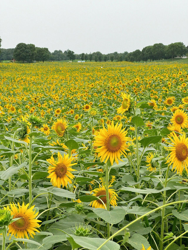 🌻蘇州灣體育公園 | 邂逅絕美向日葵花海