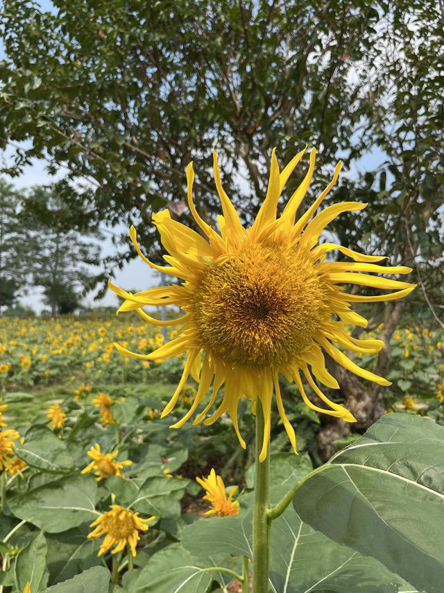 🌼南寧園博園向日葵花海打卡攻略