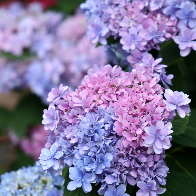 🌸江蘇人民公園的繡球花，美到讓人窒息啦！😍