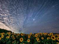 北海道北竜町 | 邂逅百萬向日葵花海🌻