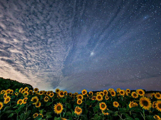 北海道北竜町 | 邂逅百萬向日葵花海🌻