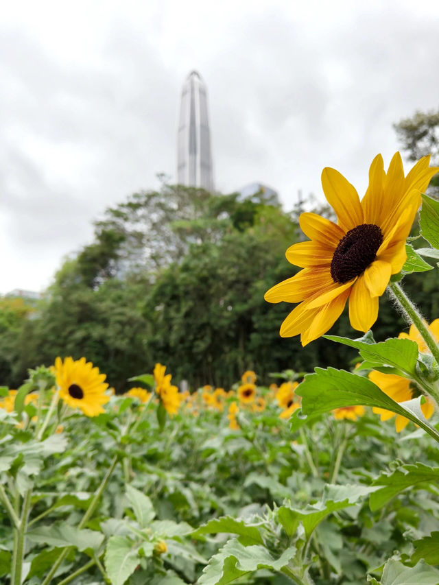 深圳寶子們快看！市民中心藏了片「現實版陽光畫布」🌻✨五一假期誤闖這片向日葵花海，直接被美到走不動路！