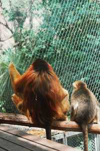請收好這份限定攻略｜南京紅山森林動物園