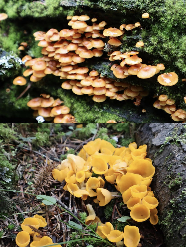 喺雨崩除咗行山，仲有咩隱藏玩法？