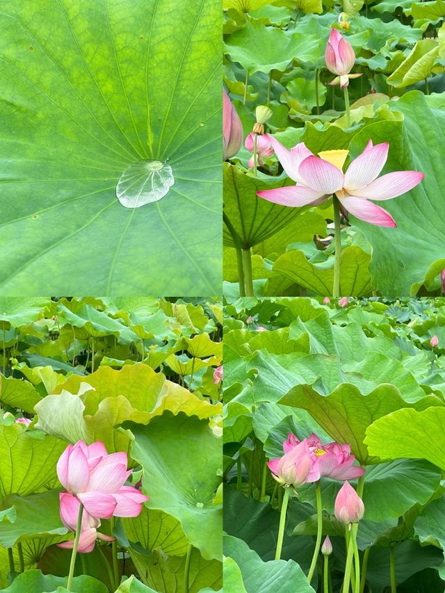 桐鄉周邊遊 賞荷花啦