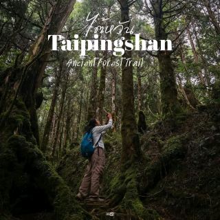 เดินเล่นป่าโบราณไต้หวัน Taipingshan