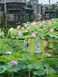 【宜賓李莊｜誤入荷花仙境的童趣大片】