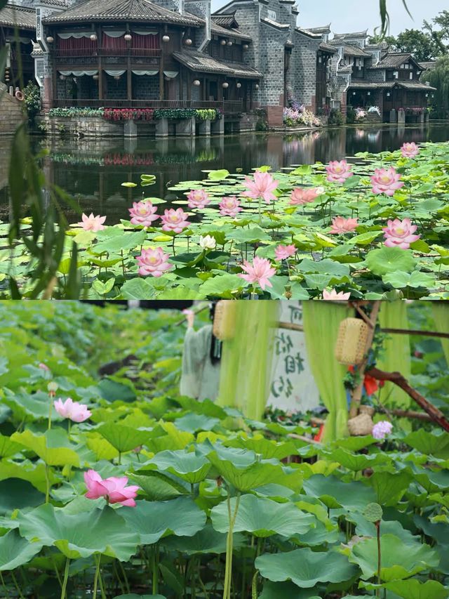 【宜賓李莊｜誤入荷花仙境的童趣大片】