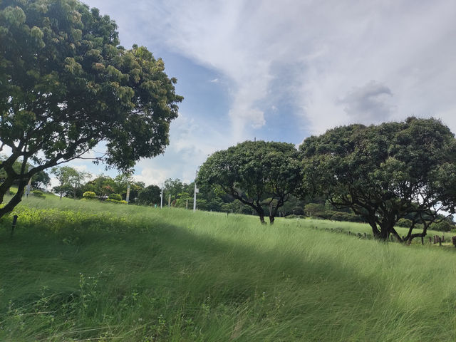 《光影之間，蔚徕的都市綠洲》