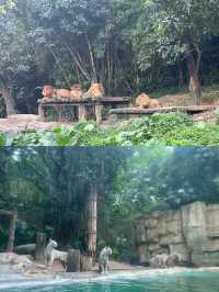 廣州長隆：與成群動物共度難忘親子週末