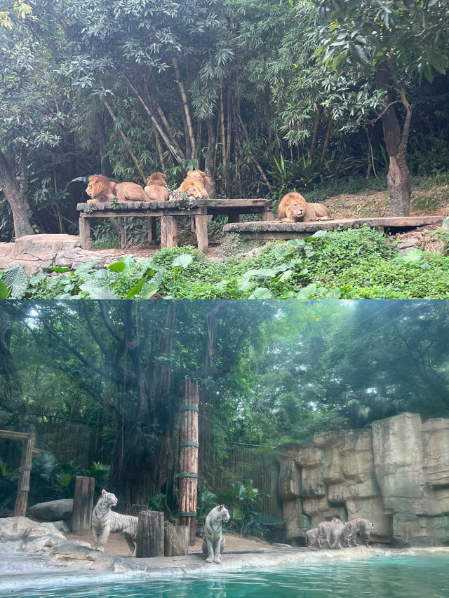 廣州長隆：與成群動物共度難忘親子週末