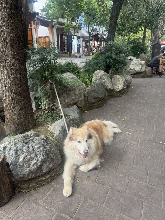 🇨🇳세계문화유산으로 지정된 마지막 차마고도 사계고진 🏯